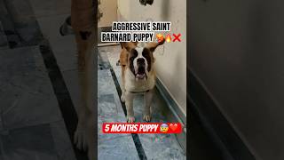 St. bernard AGGRESSIVE ❌ Saint Bernard Puppies #reels #dog #viral #shorts #animals