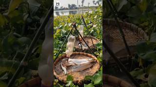 This Simple Fishing Hack Catches Fish Without Nets or Hooks 🎣🐟 #fishing #youtubeshorts #facts #usa