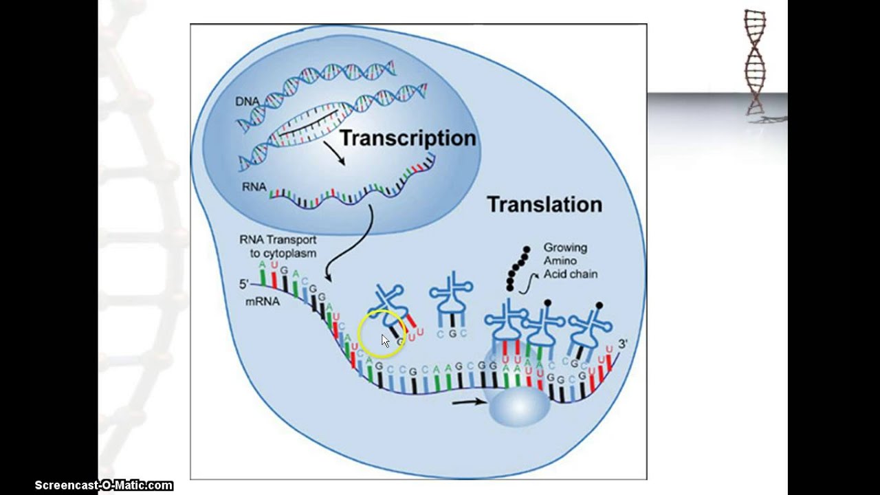 Рнк перевод. DNA Transcription. Транскрипция РНК. Transcription DNA RNA. DNA Transcription and translation.