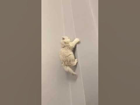 стенолаз - YouTube