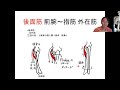 54覚えづらい前腕筋の覚え方！｜筋の起始停止・運動学映像授業を全公開！