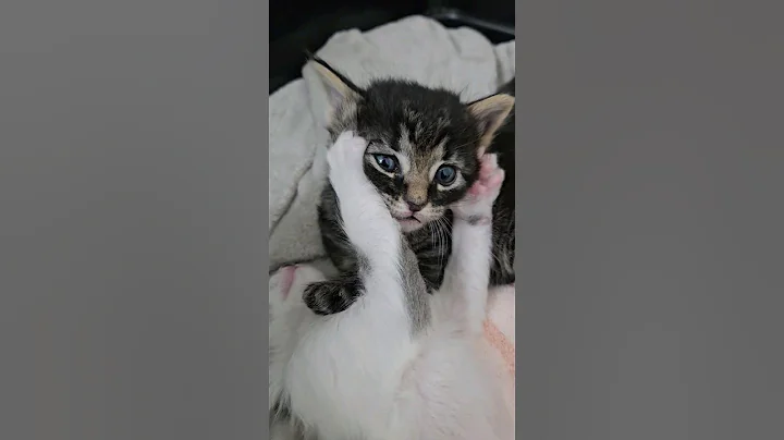 Video 4225841: cat kitten funnycats, kitten rescue animal, kitten rescue cute, face cat kitten, kitten boy, kitten massage