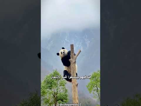 لية الباندا هي اغبي المخلوقات علي الارض باندا