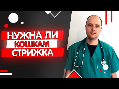 Видео: Нужно ли кошкам стричься?