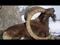 Himiliyan ibex successful hunting | wildlife in Gilgit baltistan Pakistan