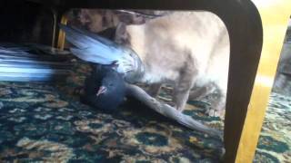Кот Барсик поймал голубя на седьмом этаже