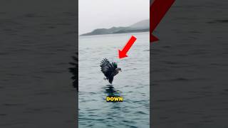 TOP 5 EAGLES THAT COULD TAKE YOU DOWN!! #shorts #short