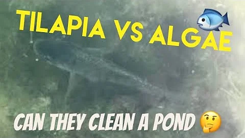 Tilapia 🐟 Can These Fish Cleanup Mossy Ponds of Algae 🤔 Episode 2