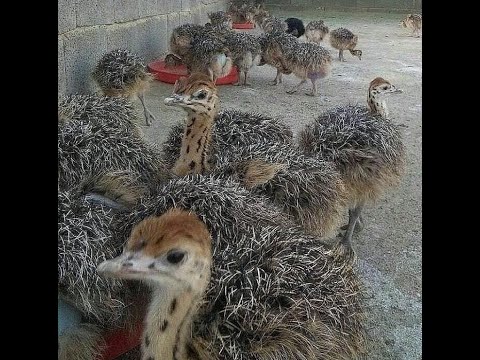 أسعار الرومى الأبيض وكتاكيت النعام والرومى الأسمر