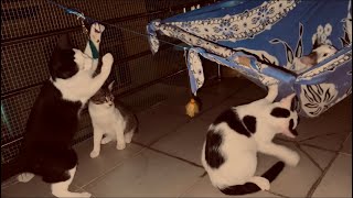 My adopted Cats playing in the middle of the night🤣So funny Cats #meow #catvideos #cat #catlover by Brunei Cat Lovers 294 views 1 year ago 2 minutes