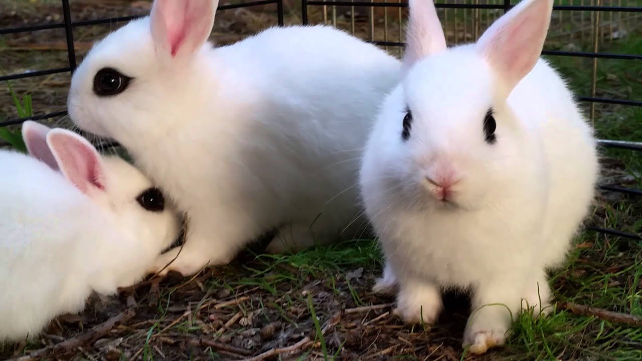 dwarf hotot baby