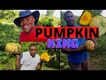 COUNTRY MAN HARVESTING PUMPKIN IN JAMAICA