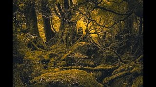 Tutorial Lightroom - GOLD TONE EFFECT screenshot 2