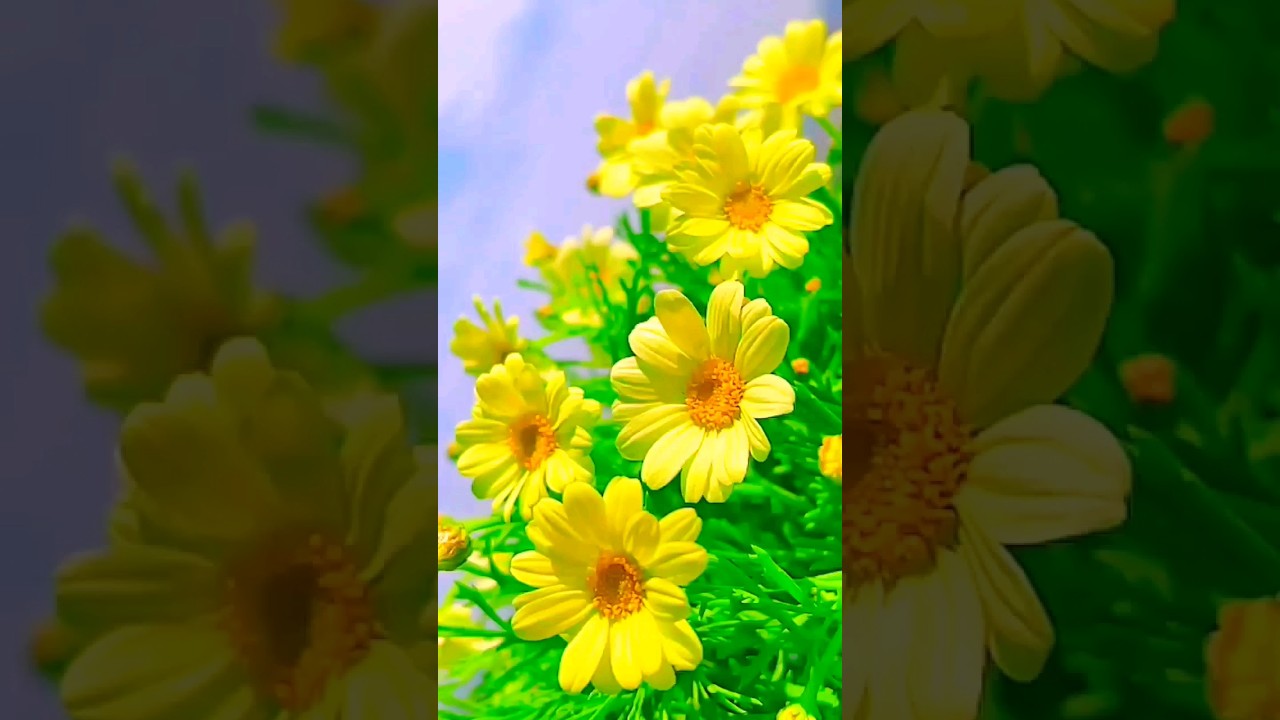 Beautiful Nature Flower Status Video // 🌸🌸🌸 WhatsApp Status Video. 