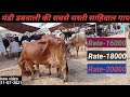 Mandi dabwali ki Low rate wali sahiwal cow//Kalu Bhai mob.98157 86315
