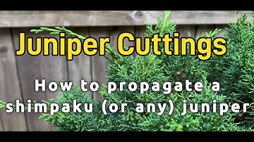 Juniper Propagation from cuttings