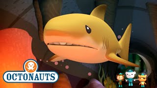 @Octonauts - The Lost Lemon Shark | Full Episode 42 | @OctonautsandFriends