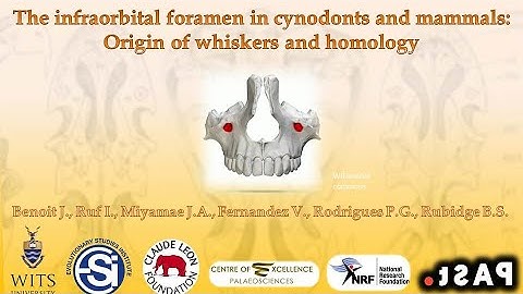 The infraorbital foramen in cynodonts and mammals: Origin of whiskers and homology
