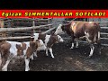 SHOSHILING EGIZAK SIMMENTAL🐄 SOTILADI 💵