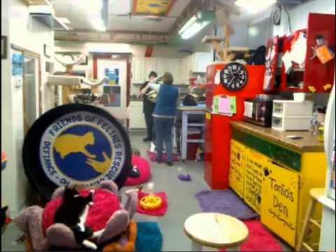 cage free vs organic eggs Boxes 2-8-2013