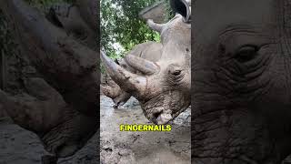 5 UNBELIEVABLE Expensive Animals on Earth