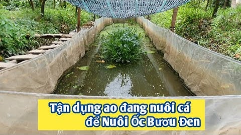 Nuôi Ốc Bươu Đen trong ao đang nuôi cá