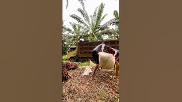 Muat brondolan sawit sampai teler | full buah restan sampai mandi keringat #shorts