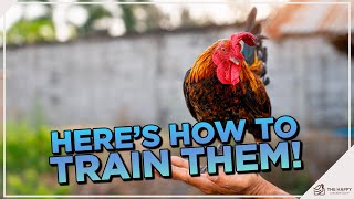 Standing Tall Against Rooster Aggression