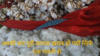 cotton seed and seed cotton difference, cotton rate, cotton flower, cotton square,