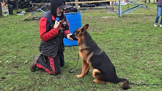 💫Flying Dog Roy #REXZONEODESSA German Shepherd puppy, 7 months old. Odessa, 2025.