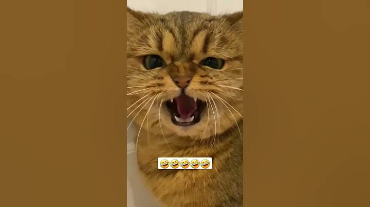 #قطة #cat 1 #اطفال/قطة تغني هندي..