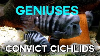 Convict Cichlids The Jailbird Of The Aquarium World
