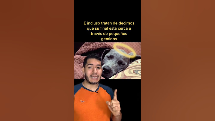 ¿SABÍAS QUE LOS PERROS SABEN CUANDO VAN A MORIR?