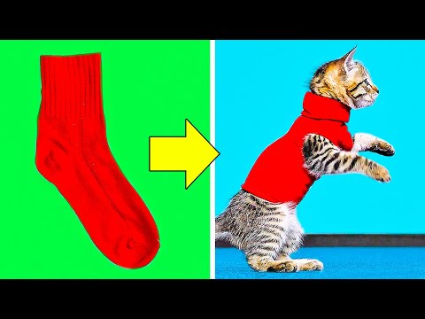 वीडियो: कैसे एक DIY बिल्ली पोशाक बनाने के लिए