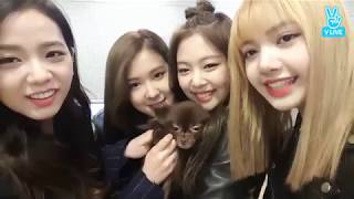 jisoo introducing jennie's puppy kuma