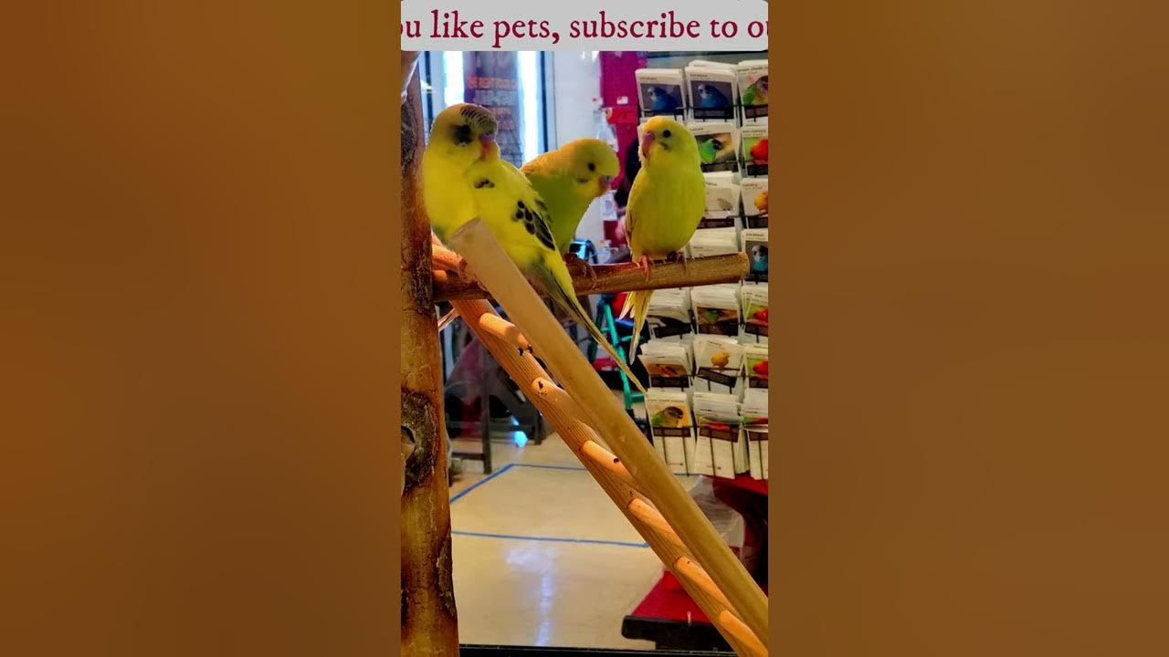 #Shorts- Yellow Parrots-Желтые Попугайчики - YouTube