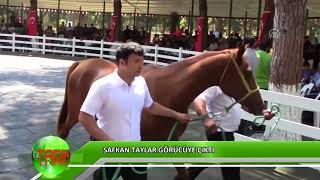 Safkan Taylar Görücüye Çıktı