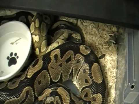 large ball python locked up on new years day!!!