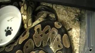 large ball python locked up on new years day!!!