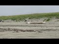 Bald Eagle at Westport, WA