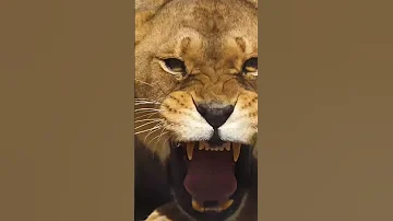 lion and tiger real sound effect