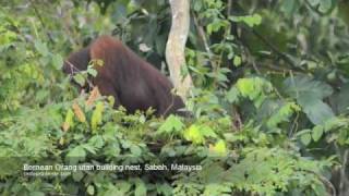 Bornean Orang utan nest Sabah, Malaysia