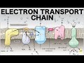 Electron Transport Chain (Oxidative Phosphorylation)