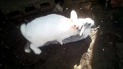 ¿Qué aspecto tienen los conejos cuando se aparean?