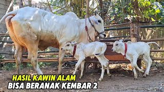 Download Lagu SAPI DARA BERANAK KEMBAR 2 HASIL KAWIN ALAM MP3 Download Lagu SAPI DARA BERANAK KEMBAR 2 HASIL KAWIN ALAM MP3