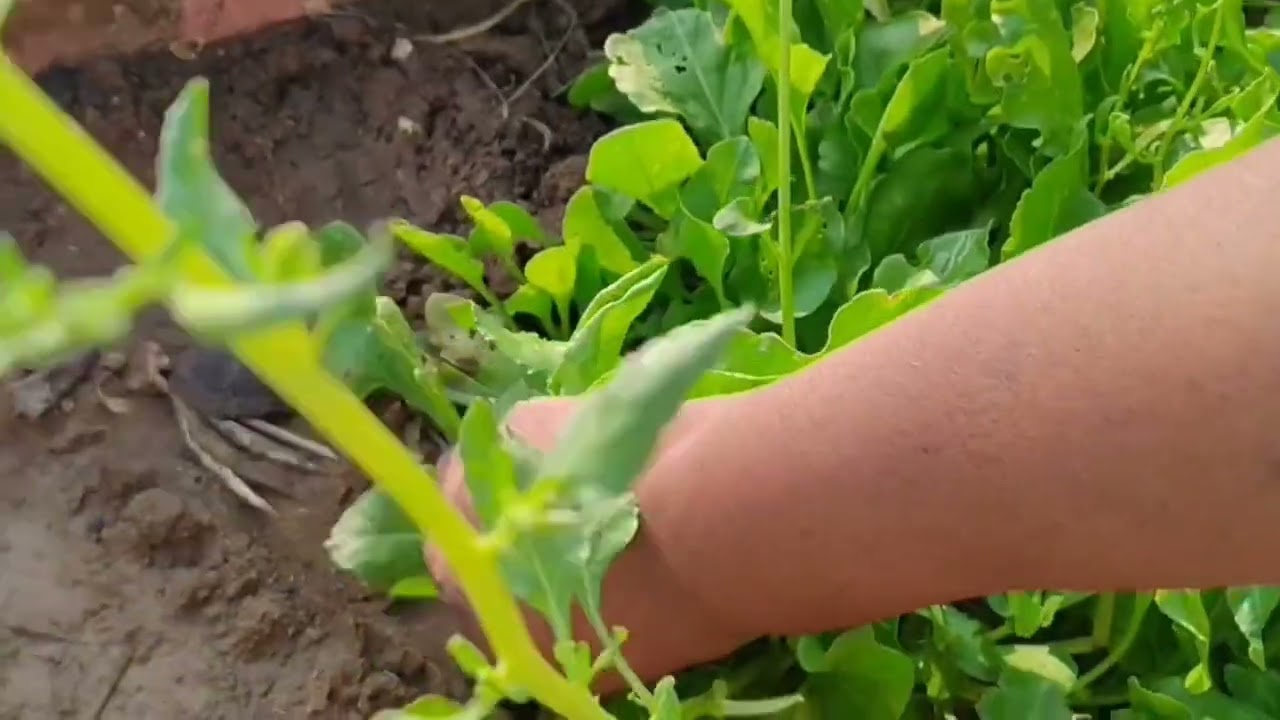 ఇలా చెయ్యండి చాలా easy గా #  పాలకూర # ని పెంచండి 