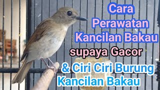 CARA💯 PERAWATAN BURUNG KANCILAN BAKAU SUPAYA CEPET  GACOR