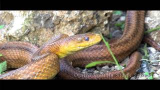 Indigo Stalks Rat Snake 01 Footage