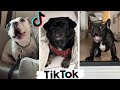 Best DOGGOS of TikTok ~ Funny Dogs of Tik Tok ~ Try Not to Laugh