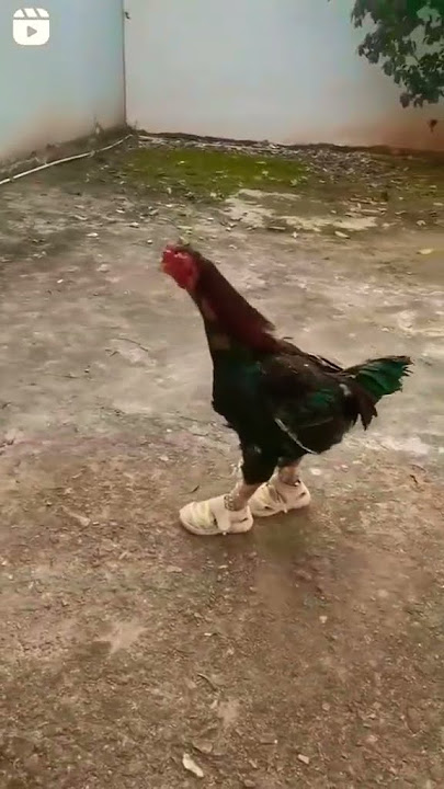 video viral || video lucu || ayam pakai sepatu
